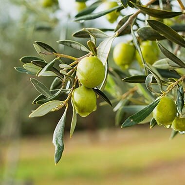 CULTIVATED REGIONS